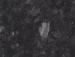 L L BLACKSTONE 4X8 B F
