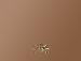 L L COPPER MIRROR V 4X8